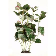 Attēlu rezultāti vaicājumam “Trapa natans”