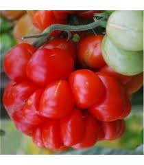 Afbeeldingsresultaat voor voyage tomato