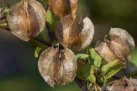 Attēlu rezultāti vaicājumam “Nicandra physalodes fruit”