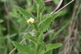 Attēlu rezultāti vaicājumam “Verbascum blattaria leaf”