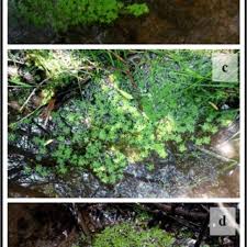 Attēlu rezultāti vaicājumam “Callitriche cophocarpa leaf”