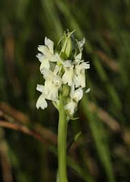 Attēlu rezultāti vaicājumam “Dactylorhiza ochroleuca leaf”