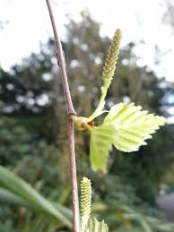 Attēlu rezultāti vaicājumam “Betula pendula flower”