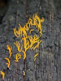 Attēlu rezultāti vaicājumam “Calocera cornea”