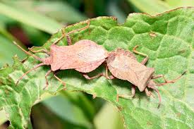 Attēlu rezultāti vaicājumam “Coreus marginatus imago”