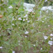 Image result for Satureja hortensis