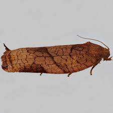 Attēlu rezultāti vaicājumam “Archips podana female”