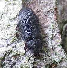 Attēlu rezultāti vaicājumam “Grynocharis oblonga”