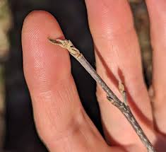 Attēlu rezultāti vaicājumam “Frangula alnus bud”