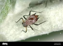 Attēlu rezultāti vaicājumam “Macrosiphoniella absinthii”