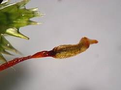 Attēlu rezultāti vaicājumam “Leucodon sciuroides”