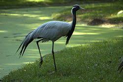 Attēlu rezultāti vaicājumam “Grus grus”