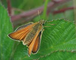 Attēlu rezultāti vaicājumam “Thymelicus sylvestris female”