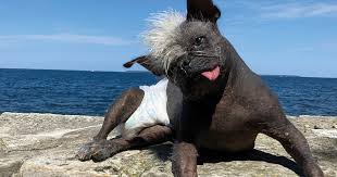 Image result for ugliest dog