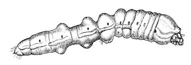 Attēlu rezultāti vaicājumam “Bitoma crenata imago”