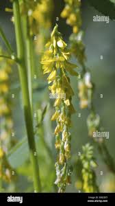Attēlu rezultāti vaicājumam “Melilotus officinalis flower”
