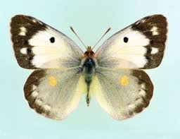 Attēlu rezultāti vaicājumam “Colias croceus”