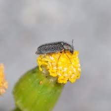 Attēlu rezultāti vaicājumam “Dasytidae”