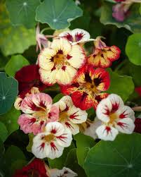 Image result for Tropaeolum minus