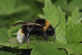 Attēlu rezultāti vaicājumam “Psithyrus sylvestris”
