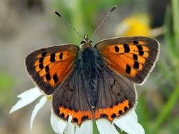 Attēlu rezultāti vaicājumam “Lycaena phlaeas underside”