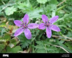Attēlu rezultāti vaicājumam “Erodium cicutarium flower”