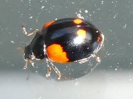 Attēlu rezultāti vaicājumam “Adalia bipunctata imago”