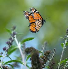 Image result for monarch butterfly