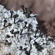 Attēlu rezultāti vaicājumam “Calicium salicinum”