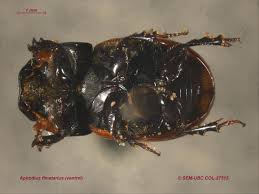 Attēlu rezultāti vaicājumam “Aphodius subterraneus”