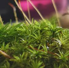 Attēlu rezultāti vaicājumam “Atrichum undulatum sporophyte”