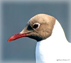 Attēlu rezultāti vaicājumam “Larus ridibundus”