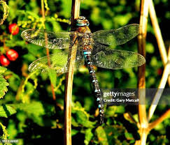 Attēlu rezultāti vaicājumam “Aeshna mixta female”