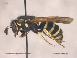 Attēlu rezultāti vaicājumam “Vespidae”