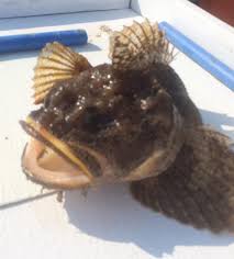 Image result for Zoarces americanus