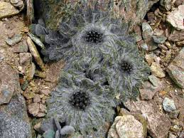 Attēlu rezultāti vaicājumam “Saussurea esthonica flower”