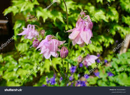 Attēlu rezultāti vaicājumam “Aquilegia vulgaris bud”