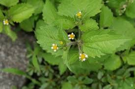 Attēlu rezultāti vaicājumam “Galinsoga quadriradiata”