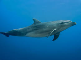 Image result for Tursiops truncatus