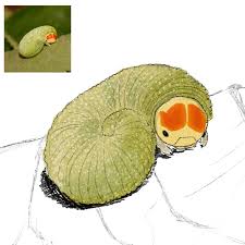 Attēlu rezultāti vaicājumam “Trichiosoma larva”