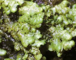 Attēlu rezultāti vaicājumam “Radula complanata sporophyte”