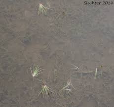 Attēlu rezultāti vaicājumam “Isoetes echinospora”