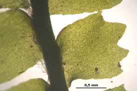 Attēlu rezultāti vaicājumam “Barbilophozia barbata”