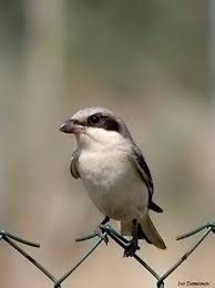 Image result for Lanius minor