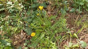 Attēlu rezultāti vaicājumam “Taraxacum officinale aggr.”
