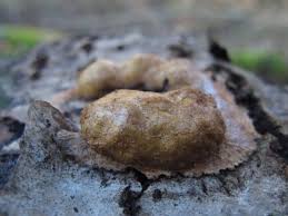 Attēlu rezultāti vaicājumam “Fuligo luteonitens”