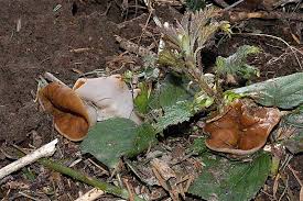 Attēlu rezultāti vaicājumam “Discina perlata”