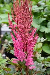 Attēlu rezultāti vaicājumam “Astilbe chinensis”