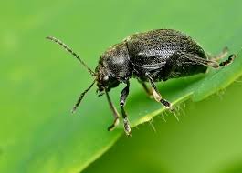 Attēlu rezultāti vaicājumam “Adoxus obscurus”