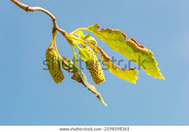 Attēlu rezultāti vaicājumam “Betula pendula flower”